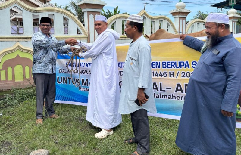 Wabup Halut Serahkan Hewan Qurban Presiden RI