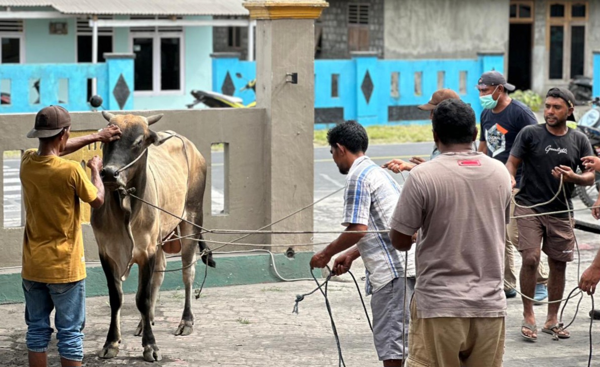 Hewan Qurban Milik Kapolda Malut, Telah Disalurkan Ke Masyarakat Yang Berhak Menerima