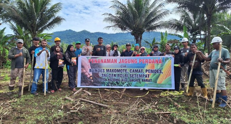 Bumdes Makomote melakukan penanaman jagung tongkol.(foto/calo)