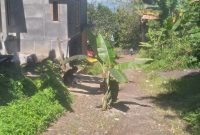 Warga Tabona tanam pohon pisang di jalan rusak.(foto/istimewa)