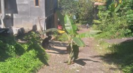 Warga Tabona tanam pohon pisang di jalan rusak.(foto/istimewa)