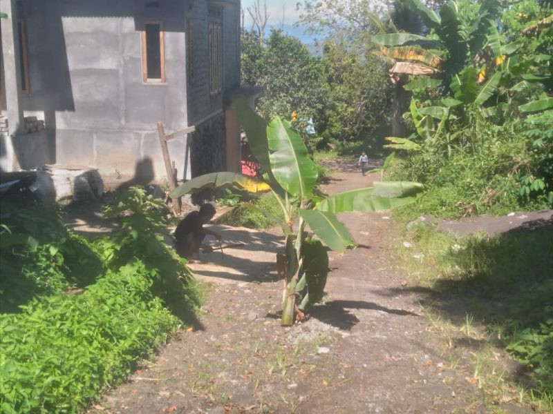 Warga Tabona tanam pohon pisang di jalan rusak.(foto/istimewa)