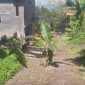 Warga Tabona tanam pohon pisang di jalan rusak.(foto/istimewa)