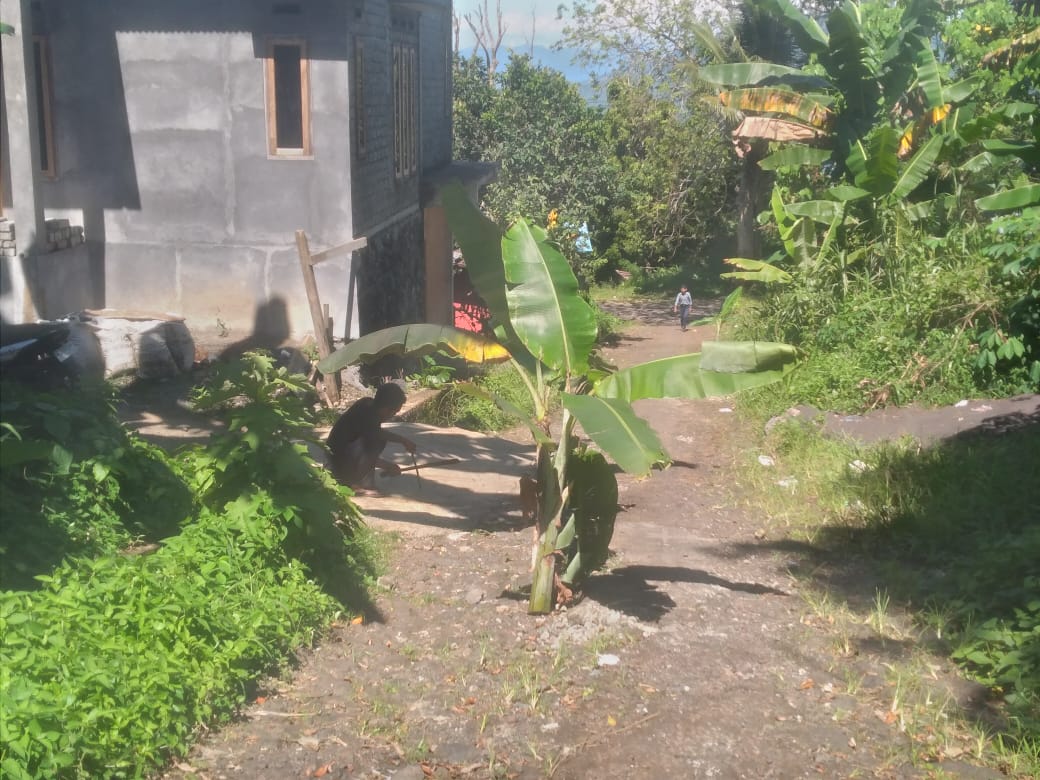 Kecewa!! Warga Tabona Tanam Pohon Pisang Di Jalan Yang Rusak
