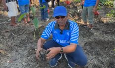 Menyambut HUT PAN Ke-27, DPW PAN Malut Gandeng DLH Halut Penanaman 500 Bibit Mangrove
