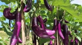 Foto. ilustrasi sayur terong