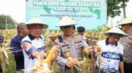 Kapolda Malut, Irjen Pol. Waris Agono bersama Wakil Gubernur Malut, Sarbin Sehe panen raya jagung serentak.(foto/humas)