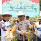 Kapolda Malut, Irjen Pol. Waris Agono bersama Wakil Gubernur Malut, Sarbin Sehe panen raya jagung serentak.(foto/humas)