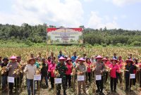 Kapolres Halut bersama Forkopimda panen raya jagung serentak.(foto/humas)