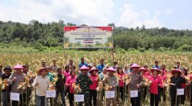 Kapolres Halut bersama Forkopimda panen raya jagung serentak.(foto/humas)