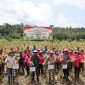 Kapolres Halut bersama Forkopimda panen raya jagung serentak.(foto/humas)