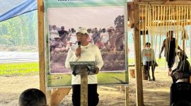 Wakil Bupati Halut, Dr. Hi. Kasman Hi. Ahmad hadiri pinda tanam cabe kriting Gapoktan Soro Maake.(istimewa)