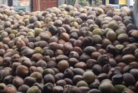 Foto. Ilustrasi buah kelapa