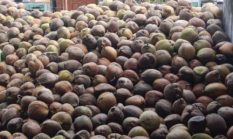 Harga Buah Kelapa Di PT. NICO Anjlok, Petani Di Halut Gigit Jari 