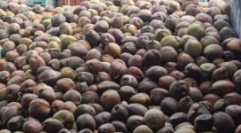 Foto. Ilustrasi buah kelapa