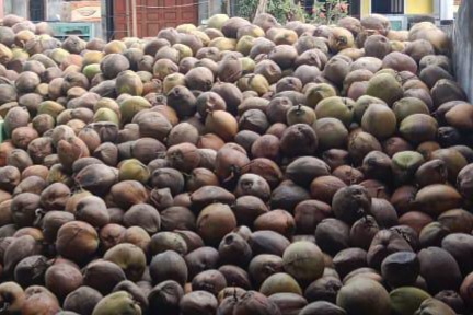 Foto. Ilustrasi buah kelapa