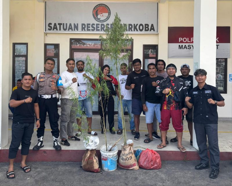 Sat Resnakoba Polres Halut mengamankan beberapa pohon ganji yang ditanam oleh pelaku dikebunnya.(foto/istimewa) 