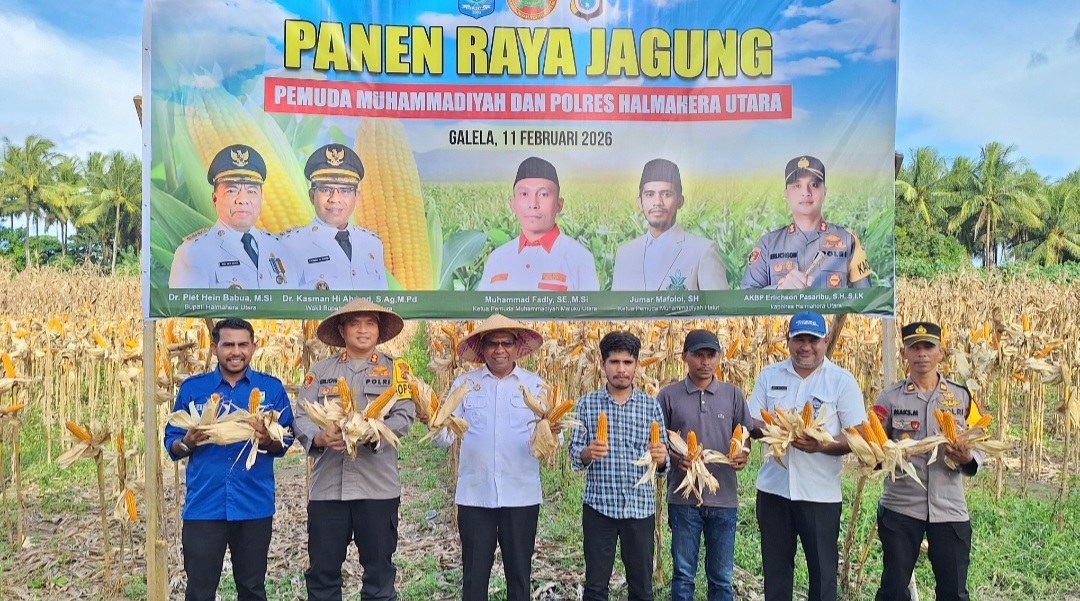 Pemuda Muhammadiyah Dan Polres Halut Panen Raya Jagung, Perkuat Ketahanan Pangan Nasional