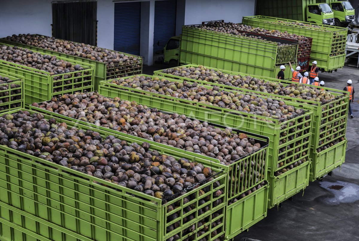Pekan Depan PT. NICO Pangkas Harga Buah Kelapa, Ekonomi Petani Tercekik
