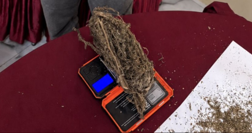 Satresnarkoba Polres Halut Bongkar Peredaran Ganja, Pria 32 Tahun Ditangkap Bersama Barang Bukti 55,17 Gram